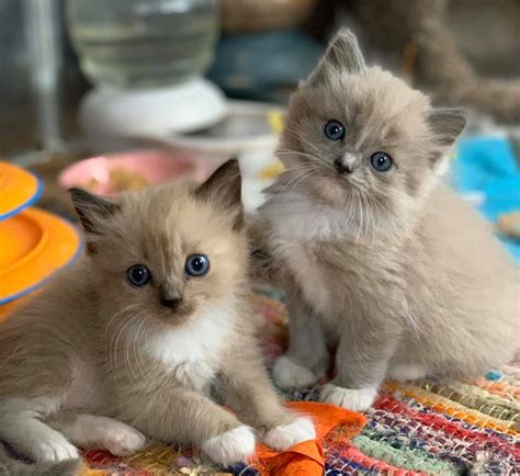 ragdoll kittens in michigan